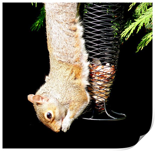 Squirrel Just Hanging  Print by Louise Godwin