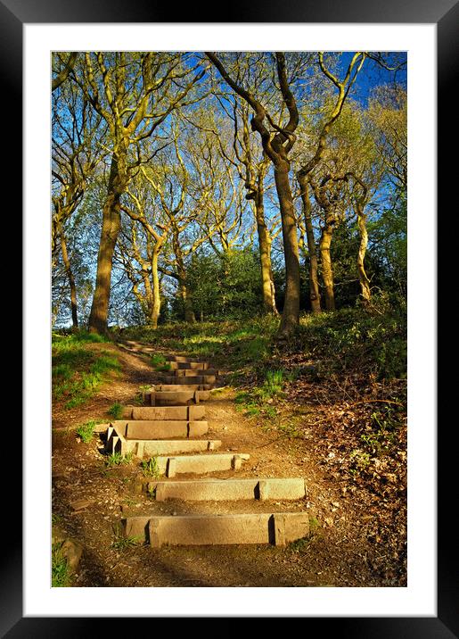 Parkbank Woodland Walk Framed Mounted Print by Darren Galpin