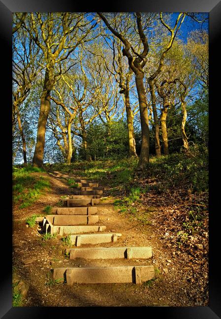 Parkbank Woodland Walk Framed Print by Darren Galpin