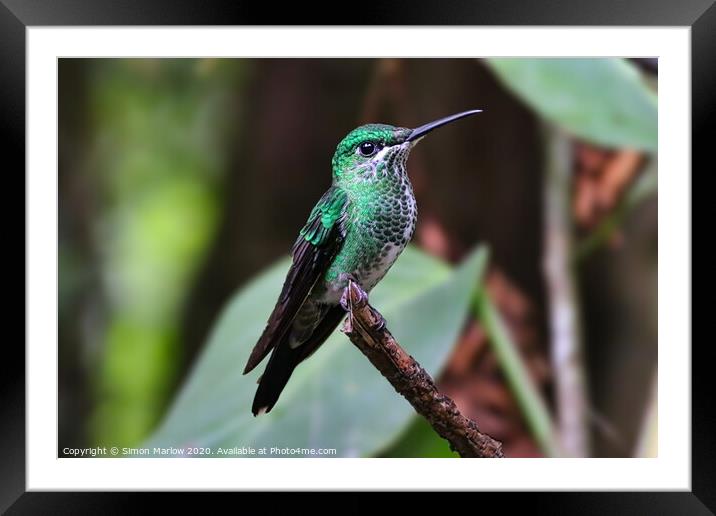 Brilliant Green Hummingbird in Monteverde Framed Mounted Print by Simon Marlow