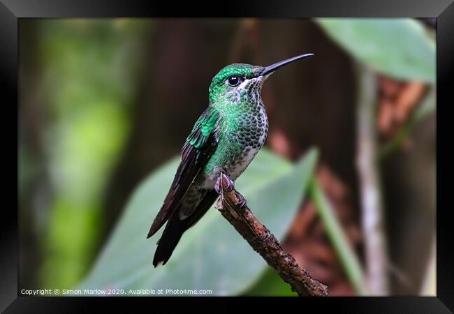 Brilliant Green Hummingbird in Monteverde Framed Print by Simon Marlow