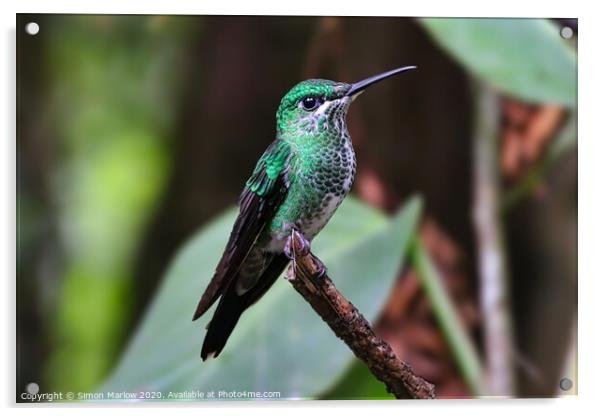 Brilliant Green Hummingbird in Monteverde Acrylic by Simon Marlow