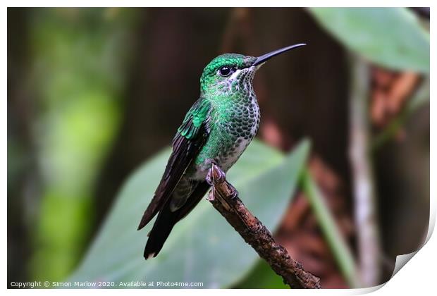 Brilliant Green Hummingbird in Monteverde Print by Simon Marlow