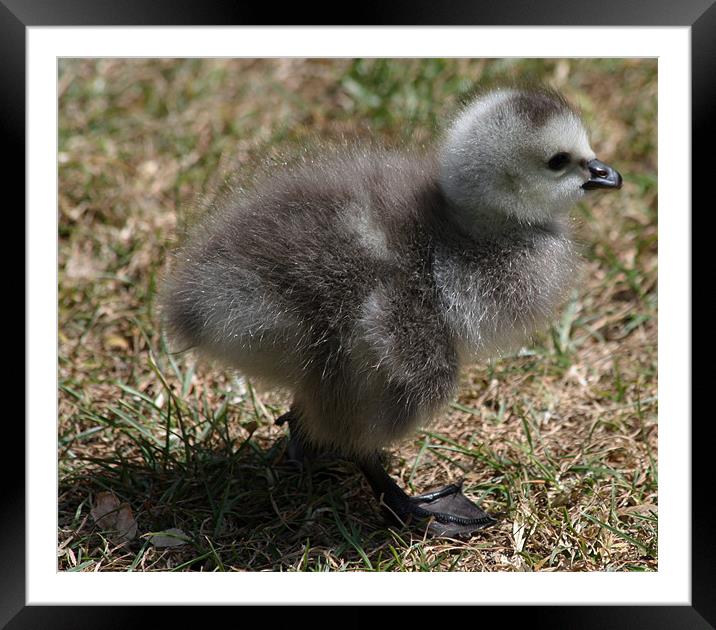 Barnacle Geese goslings 2 Framed Mounted Print by Ruth Hallam