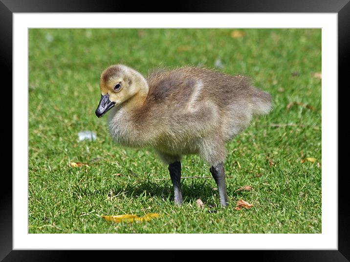 Canada Geese gosling 3 Framed Mounted Print by Ruth Hallam