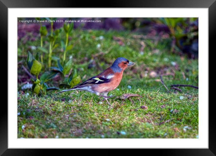 Chaffinch Framed Mounted Print by Steve H Clark