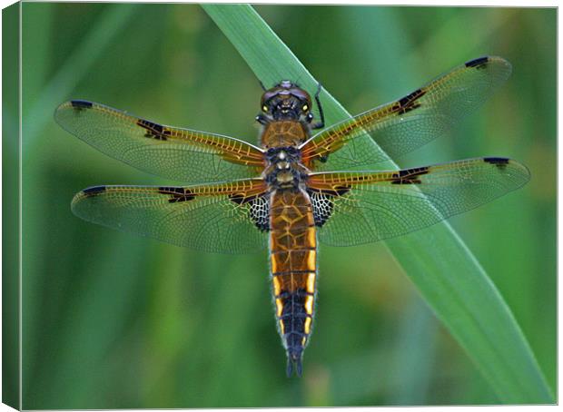 Four-Spotted Chaser Dragonfly 5 Canvas Print by Ruth Hallam