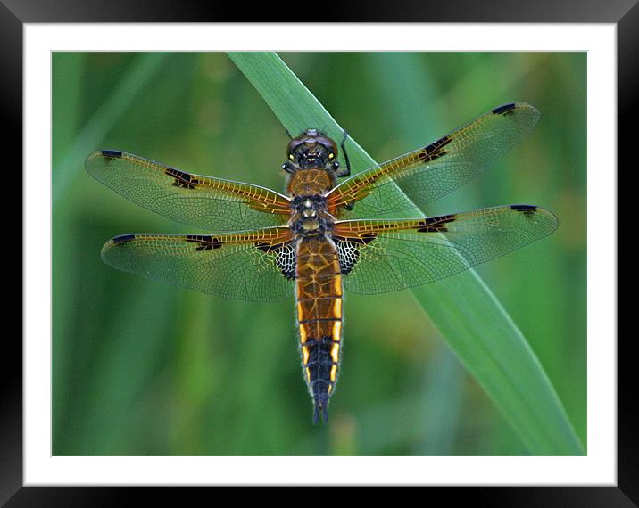 Four-Spotted Chaser Dragonfly 5 Framed Mounted Print by Ruth Hallam