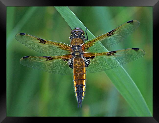 Four-Spotted Chaser Dragonfly 5 Framed Print by Ruth Hallam