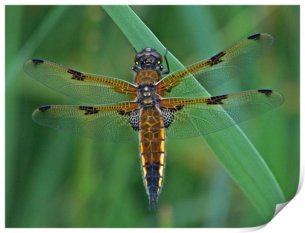 Four-Spotted Chaser Dragonfly 5 Print by Ruth Hallam