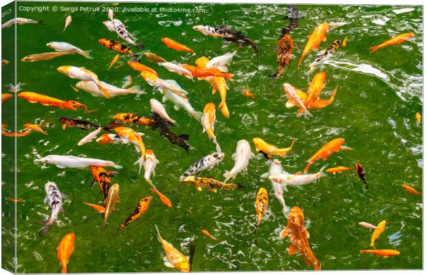 Golden carps and koi in a forest lake. Canvas Print by Sergii Petruk