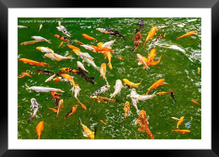Golden carps and koi in a forest lake. Framed Mounted Print by Sergii Petruk