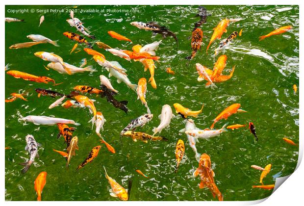 Golden carps and koi in a forest lake. Print by Sergii Petruk