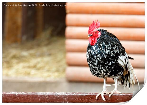 Portrait of a beautiful rooster with black and white plumage and a red scallop on his head. Print by Sergii Petruk