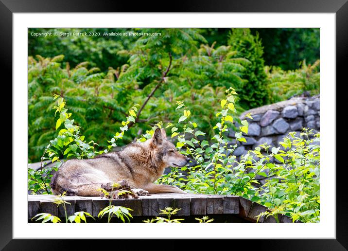 The wolf lies on a wooden platform, resting after dinner, against a background of blurred green foliage and a stone wall. Framed Mounted Print by Sergii Petruk