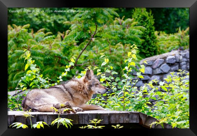 The wolf lies on a wooden platform, resting after dinner, against a background of blurred green foliage and a stone wall. Framed Print by Sergii Petruk