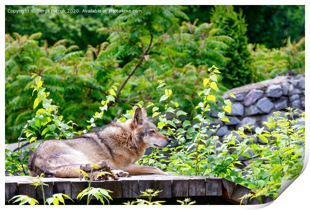 The wolf lies on a wooden platform, resting after dinner, against a background of blurred green foliage and a stone wall. Print by Sergii Petruk
