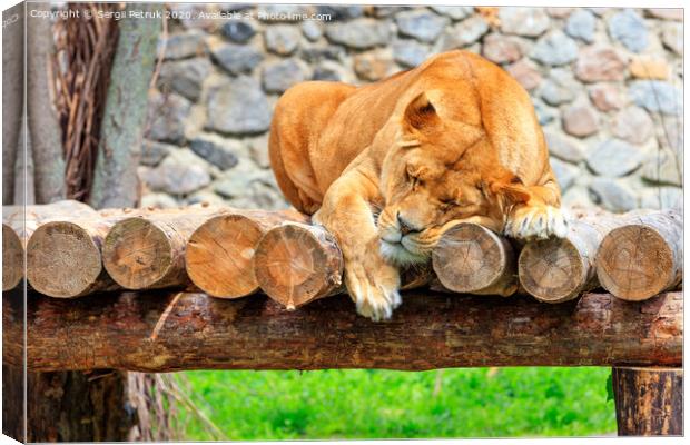 A lioness sleeps peacefully on a platform of wooden logs on a blurred background of a stone wall and green grass. Canvas Print by Sergii Petruk