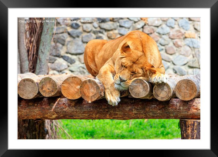 A lioness sleeps peacefully on a platform of wooden logs on a blurred background of a stone wall and green grass. Framed Mounted Print by Sergii Petruk