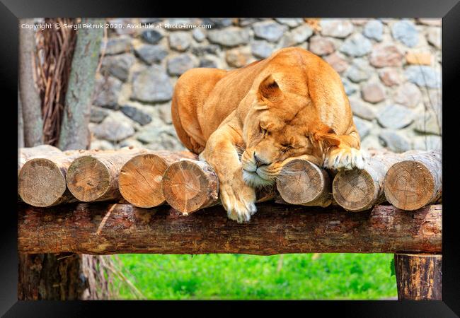 A lioness sleeps peacefully on a platform of wooden logs on a blurred background of a stone wall and green grass. Framed Print by Sergii Petruk