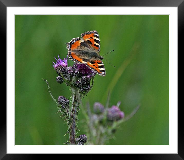 Tortoiseshell butterfly 2 Framed Mounted Print by Ruth Hallam