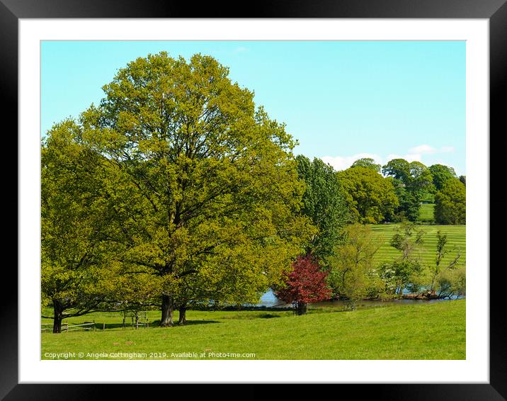 Trees in the Park Framed Mounted Print by Angela Cottingham