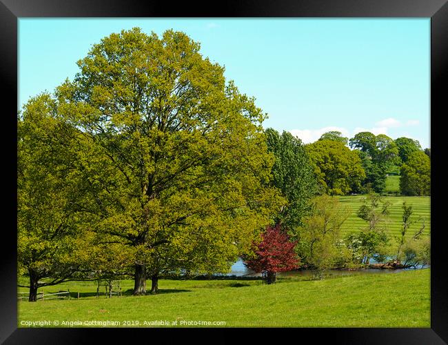 Trees in the Park Framed Print by Angela Cottingham