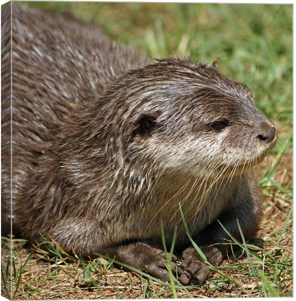 Small-clawed Otter 10 Canvas Print by Ruth Hallam