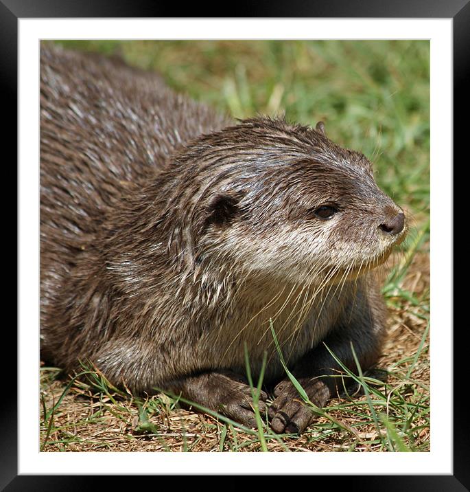 Small-clawed Otter 10 Framed Mounted Print by Ruth Hallam