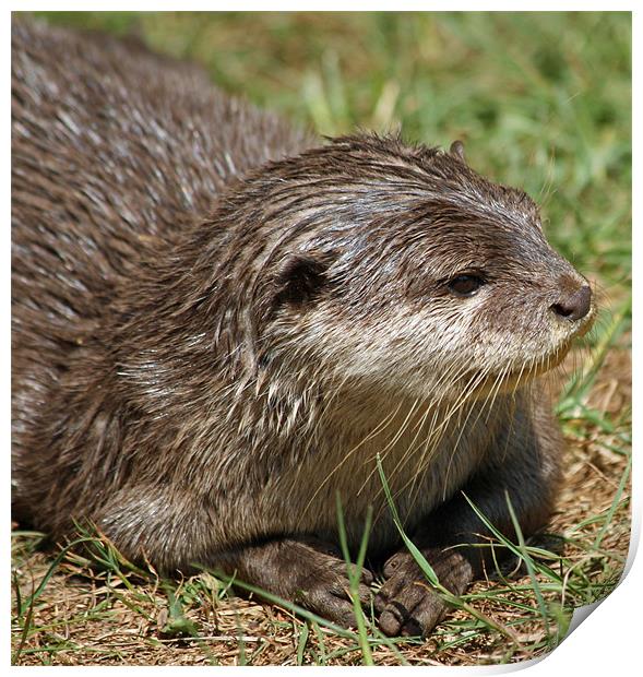 Small-clawed Otter 10 Print by Ruth Hallam