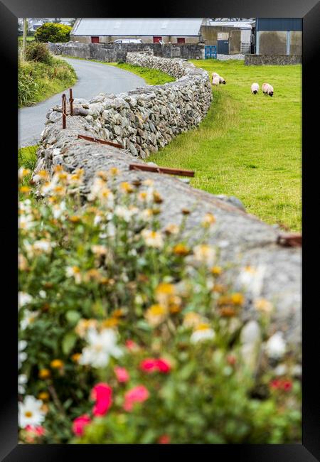 Dry stone wall and sheep, Mayo, Ireland Framed Print by Phil Crean