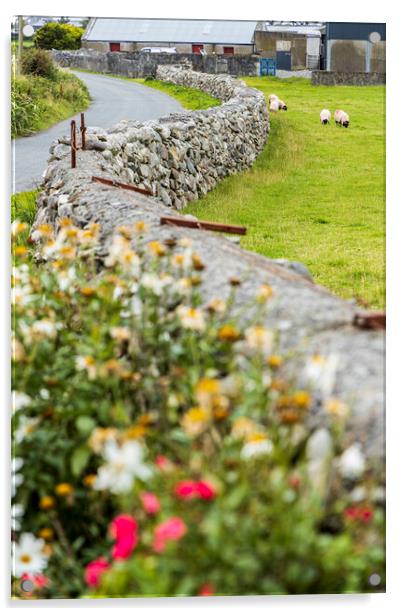 Dry stone wall and sheep, Mayo, Ireland Acrylic by Phil Crean