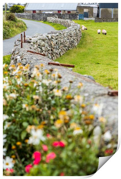 Dry stone wall and sheep, Mayo, Ireland Print by Phil Crean