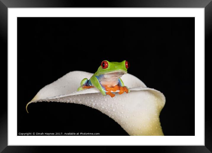 Red Eyed Tree Frog Framed Mounted Print by Dinah Haynes