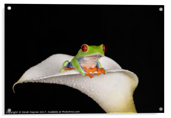 Red Eyed Tree Frog Acrylic by Dinah Haynes