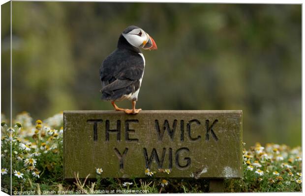Puffin at The Wick, Skomer Island Canvas Print by Dinah Haynes