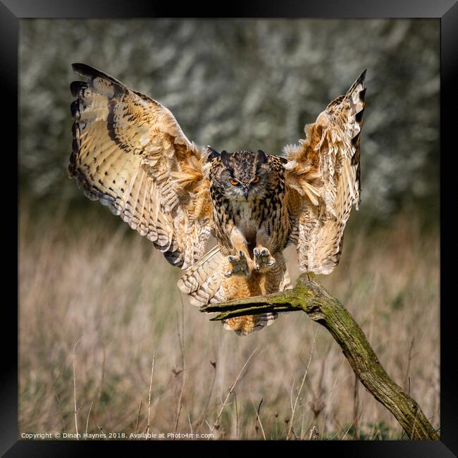 Eagle Owl Landing Framed Print by Dinah Haynes