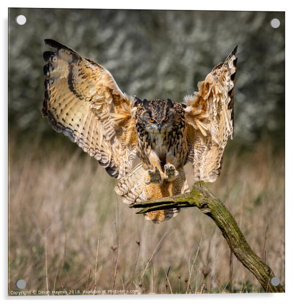 Eagle Owl Landing Acrylic by Dinah Haynes