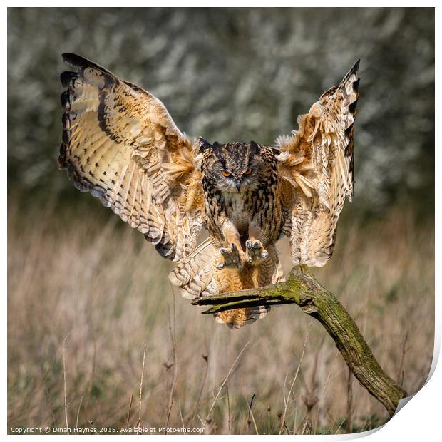 Eagle Owl Landing Print by Dinah Haynes