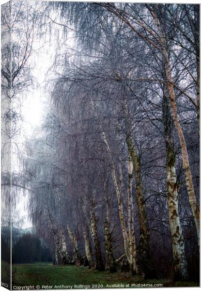 Frost in the Birches Canvas Print by Peter Anthony Rollings