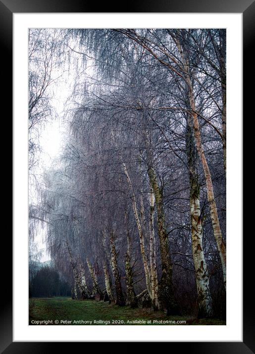 Frost in the Birches Framed Mounted Print by Peter Anthony Rollings