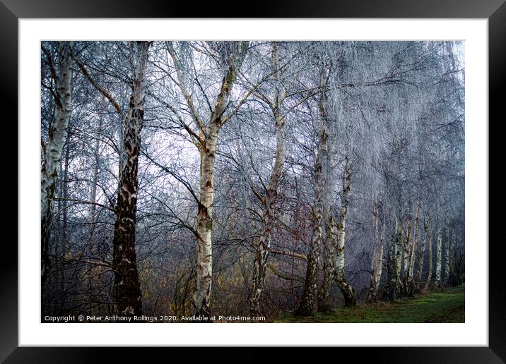 Frost in the Birches Framed Mounted Print by Peter Anthony Rollings