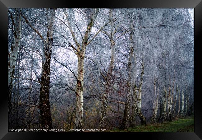 Frost in the Birches Framed Print by Peter Anthony Rollings