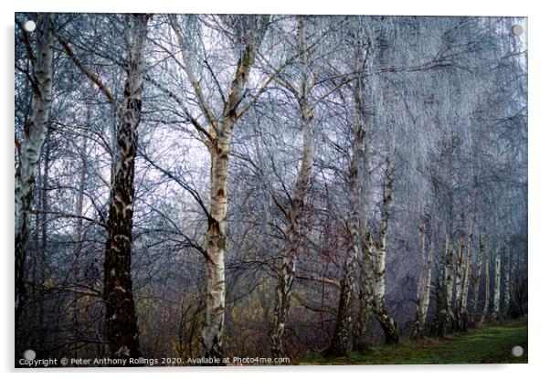 Frost in the Birches Acrylic by Peter Anthony Rollings