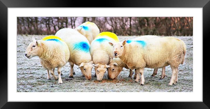 Vibrant Sheep in Scottish Moorland Framed Mounted Print by Jane Braat