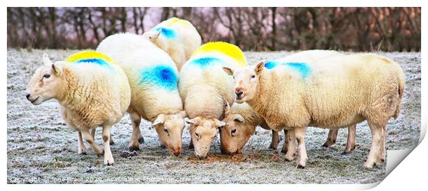 Vibrant Sheep in Scottish Moorland Print by Jane Braat