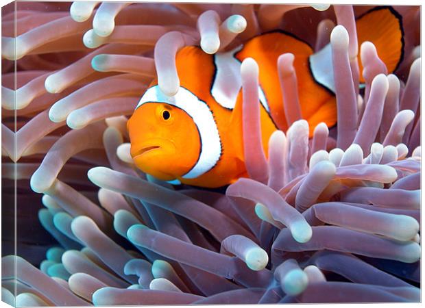 Clownfish in Reef Canvas Print by Adam Levy