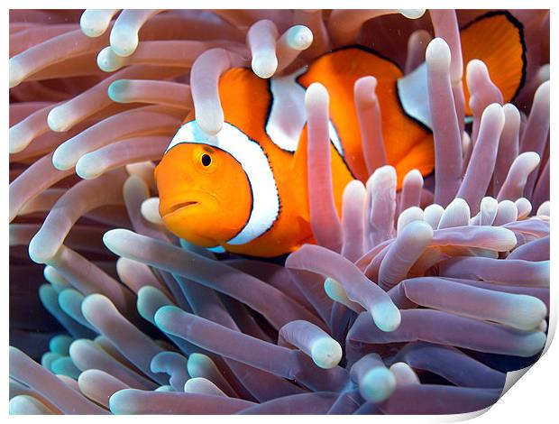 Clownfish in Reef Print by Adam Levy