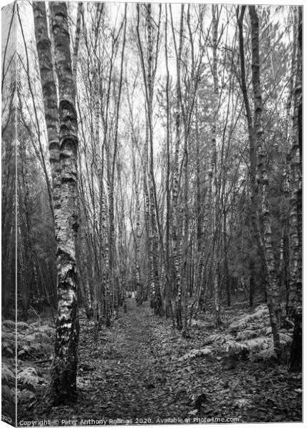 Through The Birches Canvas Print by Peter Anthony Rollings
