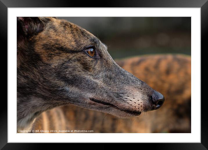 Portrait of a brindle greyhound. Framed Mounted Print by Bill Allsopp